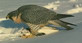 JPG: Peregrine falcon over prey.