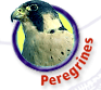 Image-Peregrine Falcons Info Button